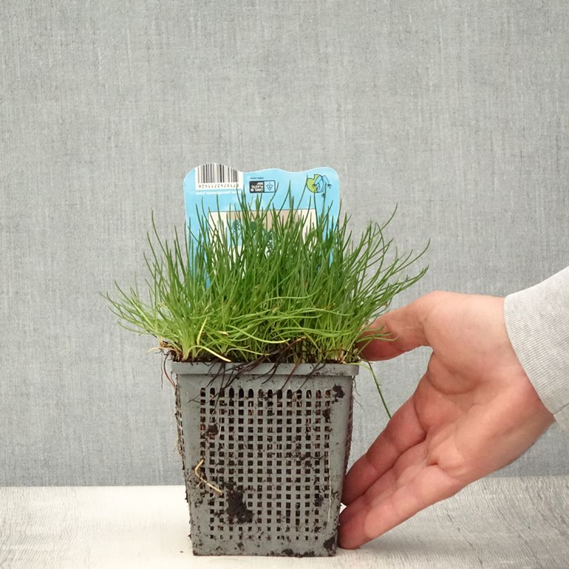 Esemplare di Litorella uniflora - Piantaggine uniflora Vaso da 1L/1,5L consegnato in estate