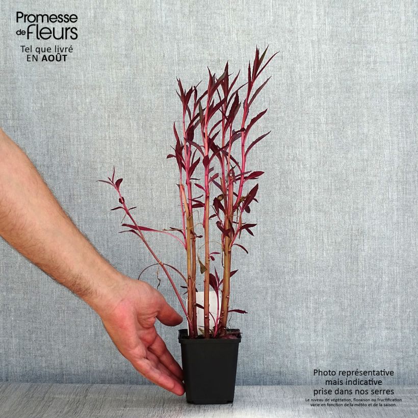 Esemplare di Lobelia cardinalis - Lobelia acquatica Vasetto da 8/9 cm consegnato in estate