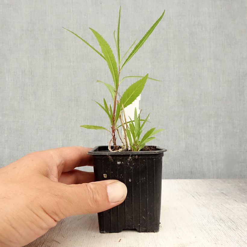 Esemplare di Lobelia laxiflora - Lobelia lassiflora Vasetto da 8/9 cm consegnato in estate