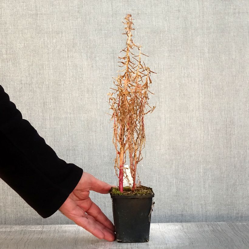 Esemplare di Lobelia sessilifolia Vasetto da 8/9 cm come consegnato in autunno