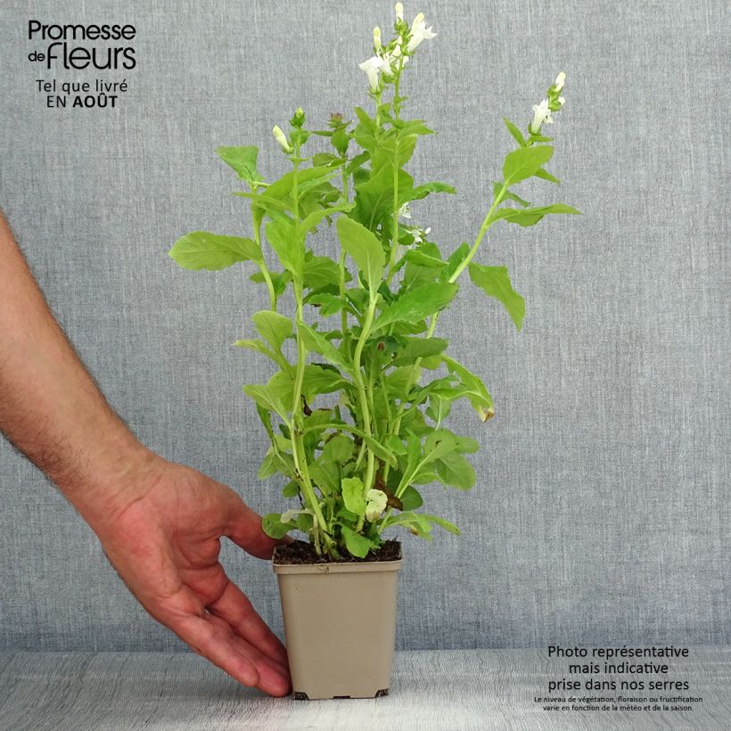 Esemplare di Lobelia siphilitica Alba Vasetto da 8/9 cm consegnato in estate