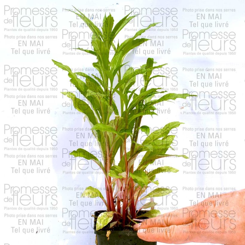 Esempio di esemplare Lobelia Fan burgundy Vasetto da 8/9 cm come consegnato