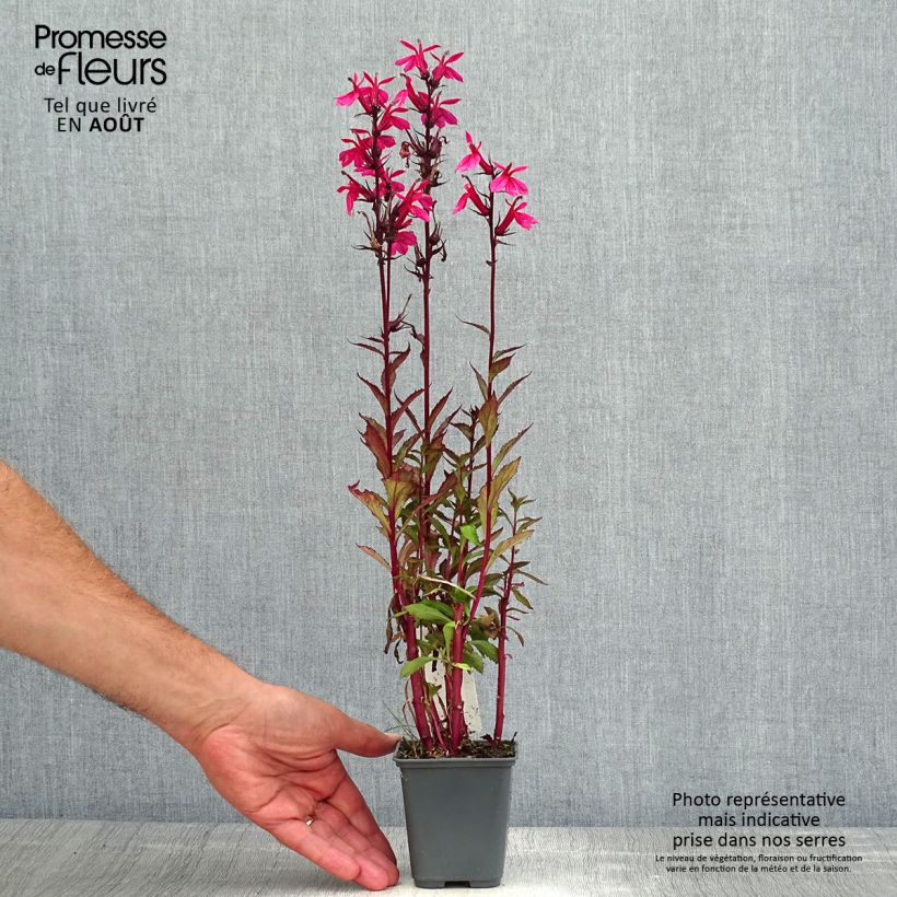 Esemplare di Lobelia Fan Salmon Vasetto da 8/9 cm consegnato in estate