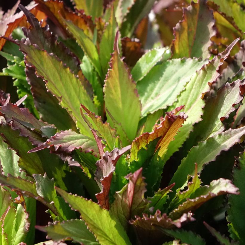 Lobelia Fan Salmon (Fogliame)