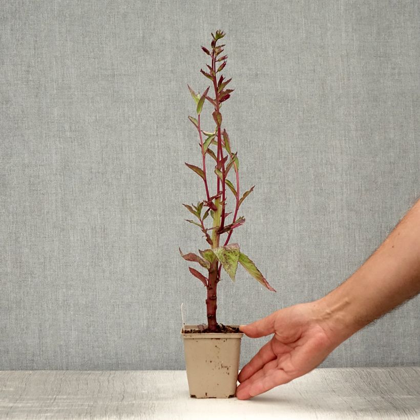 Esemplare di Lobelia Tania Vasetto da 7/8 cm consegnato in estate