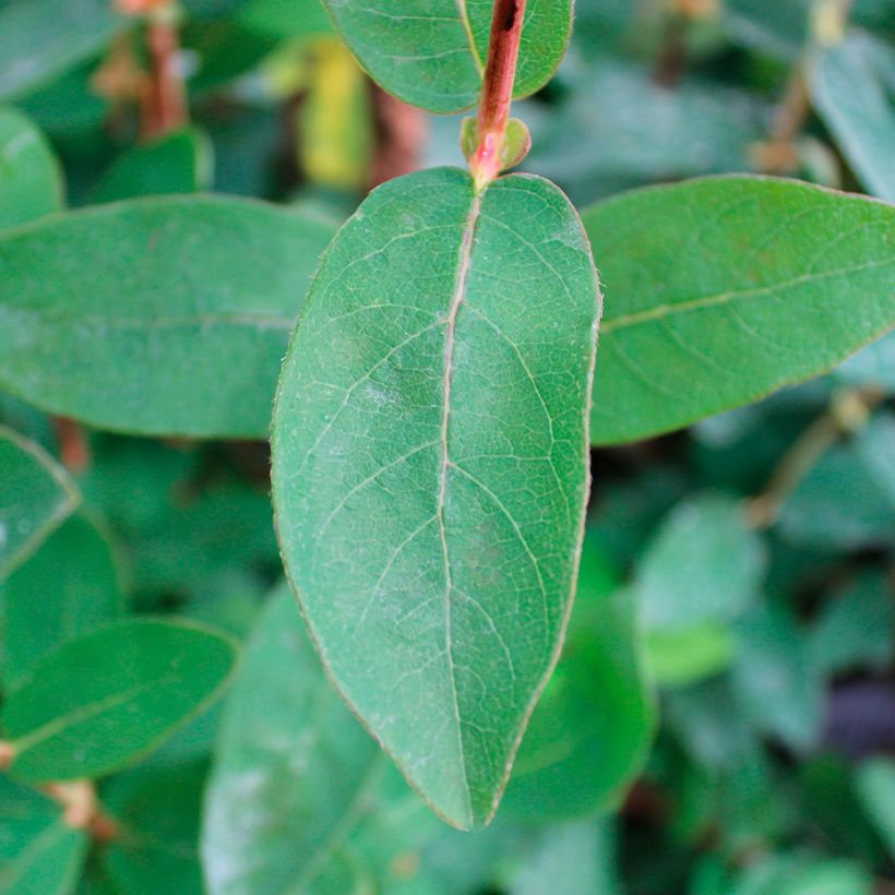 Mirtillo siberiano - Boreal Beauty (Fogliame)