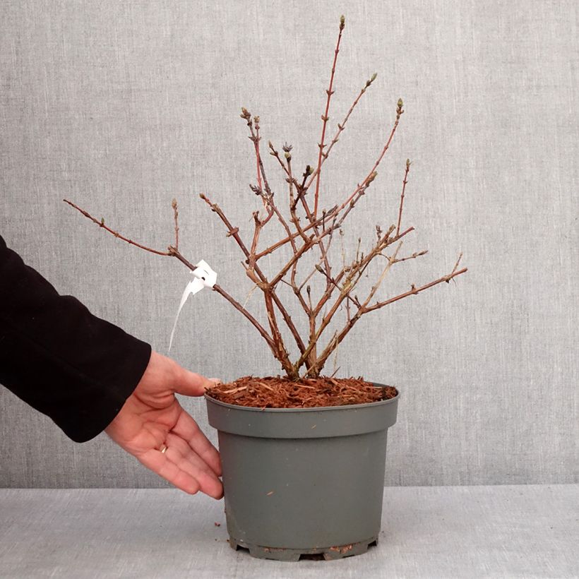 Mirtillo siberiano - Zojka Vaso da 3L/4L, Multifusto esemplare consegnato in inverno