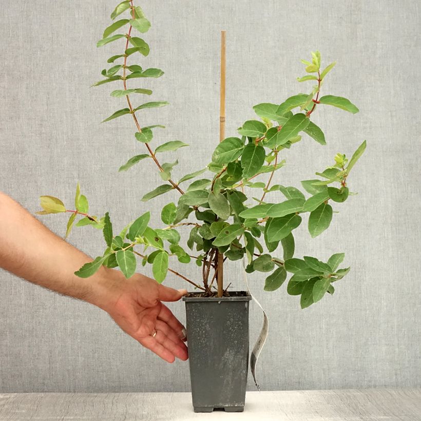 Esemplare di Mirtillo siberiano - Lonicera kamtschatica Vaso da 1,5L/2L consegnato in estate