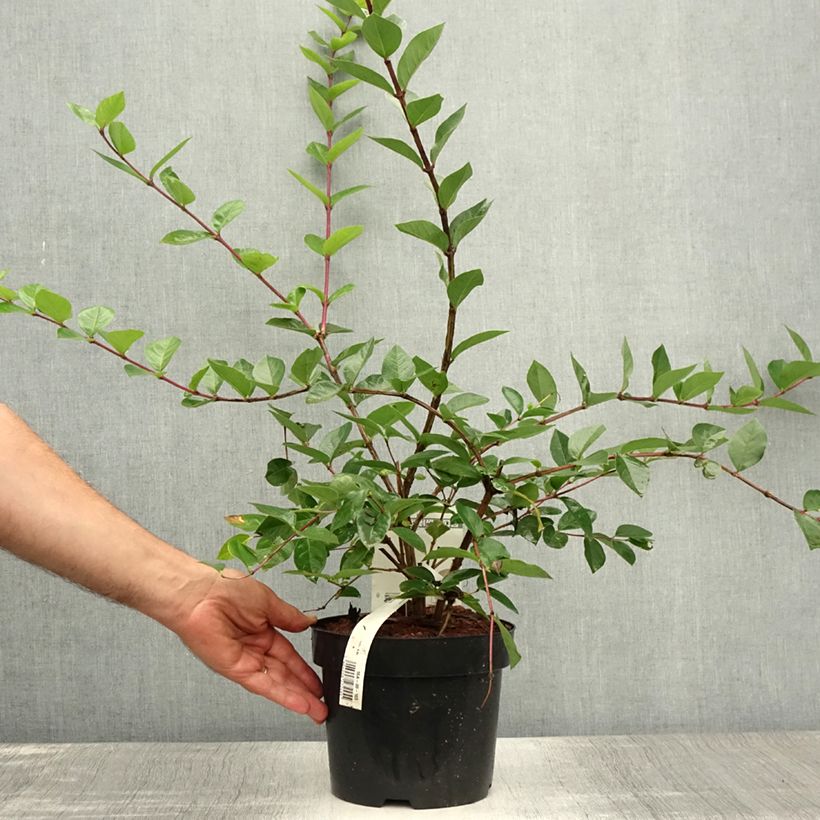 Esemplare di Lonicera fragrantissima - Caprifoglio odoroso Vaso da 2L/3L consegnato in estate