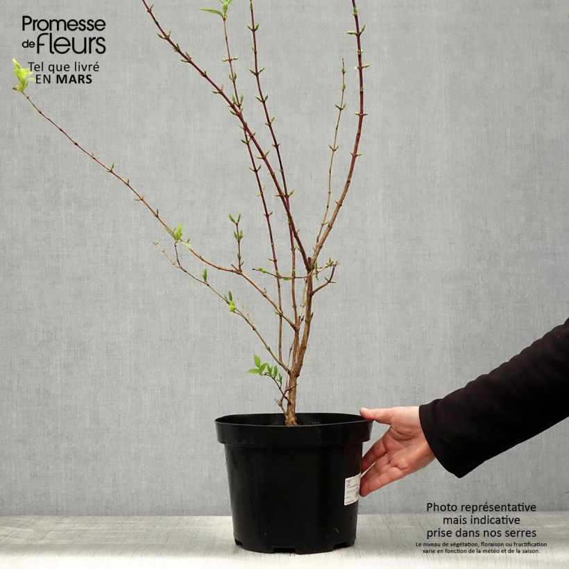 Lonicera fragrantissima - Caprifoglio odoroso Vaso da 7,5L/10L esemplare consegnato in primavera