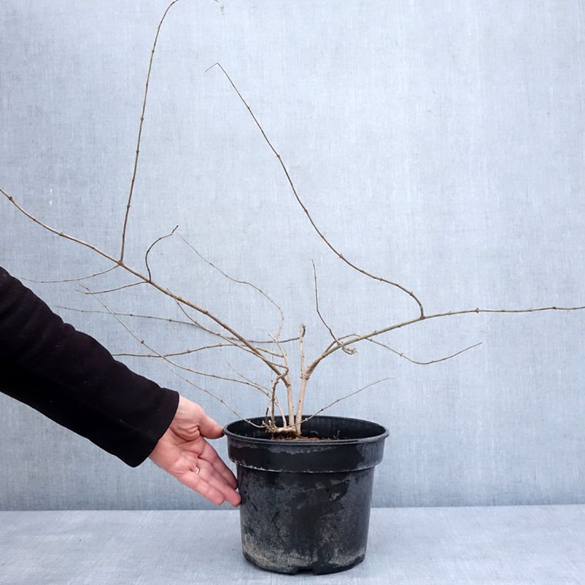 Lonicera maackii Vaso da 4L/5L esemplare consegnato in inverno