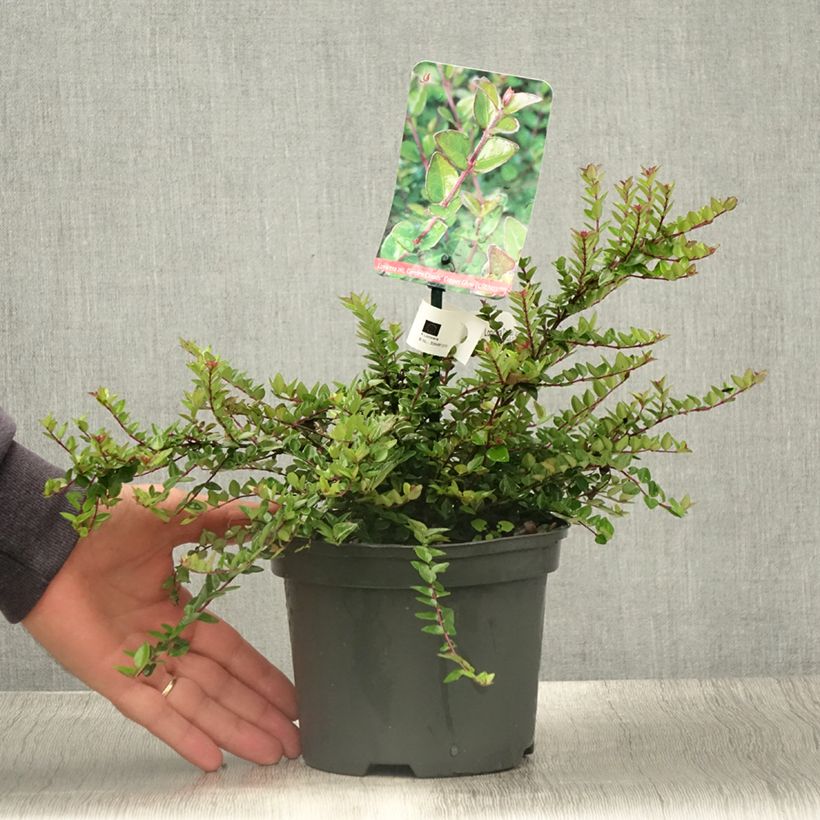 Esemplare di Lonicera nitida Garden Clouds Copper Glow Vaso da 2L/3L consegnato in estate