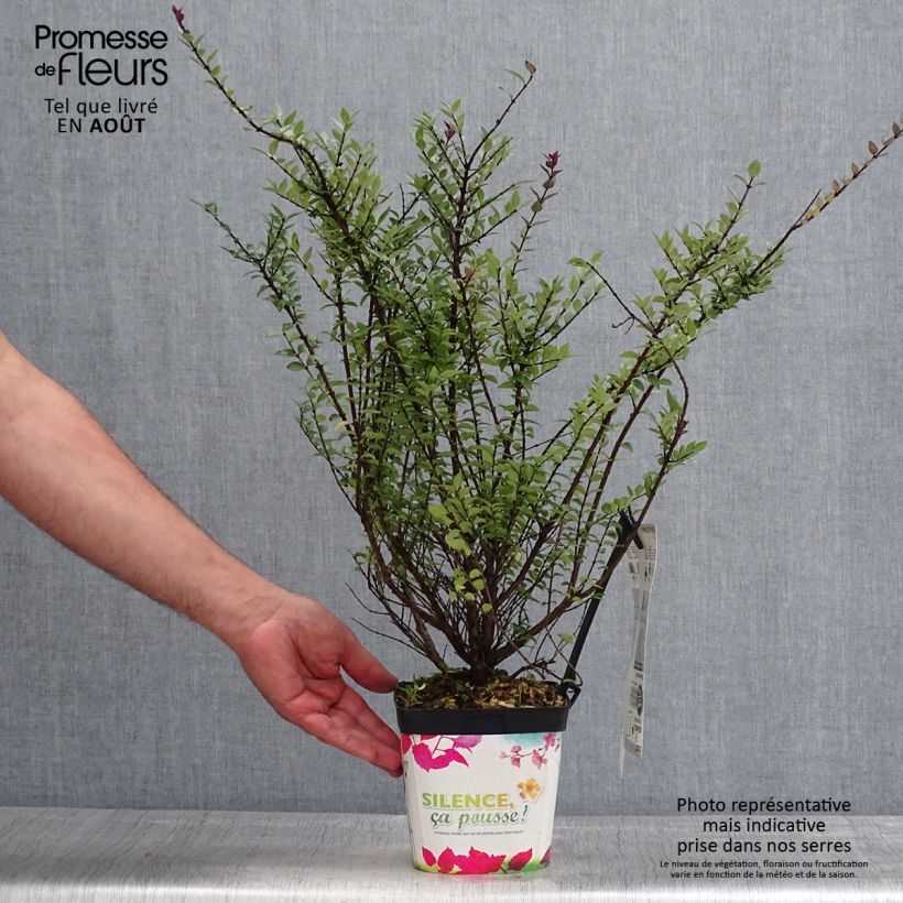 Esemplare di Lonicera nitida Purple Storm Vaso da 2L/3L consegnato in estate