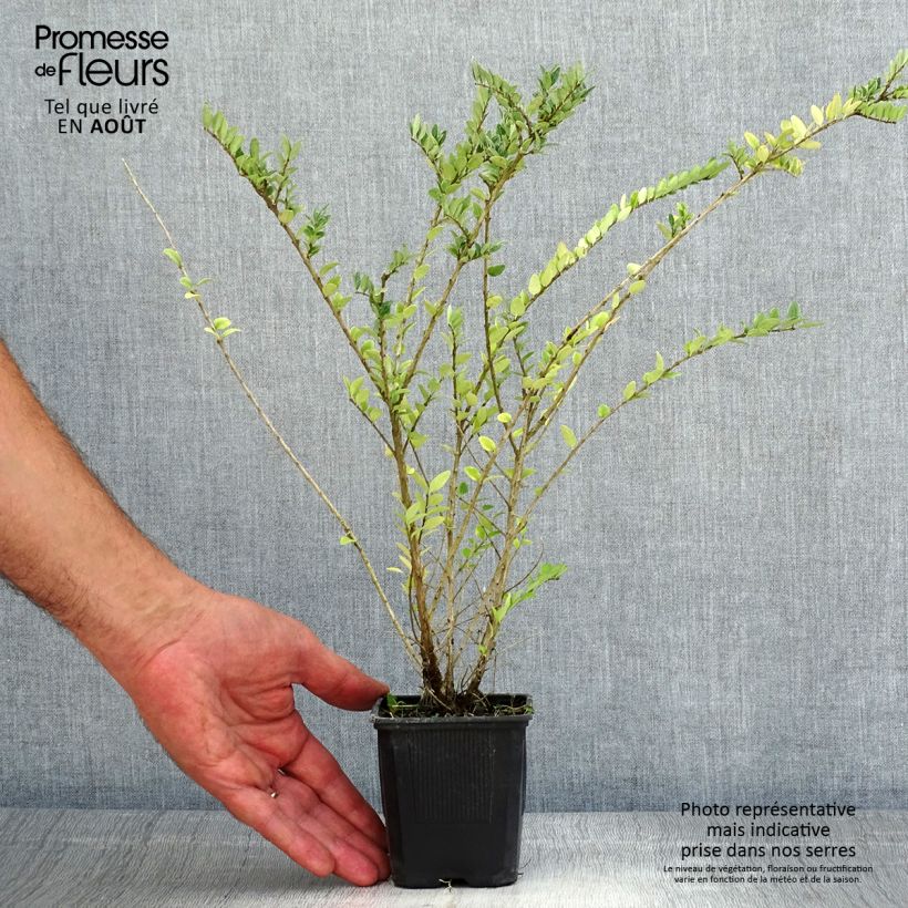 Esemplare di Lonicera nitida Hohenheimer Findling Vasetto da 8/9 cm consegnato in estate