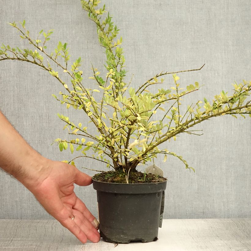 Esemplare di Lonicera nitida Hohenheimer Findling Vaso da 1L/1,5L consegnato in estate