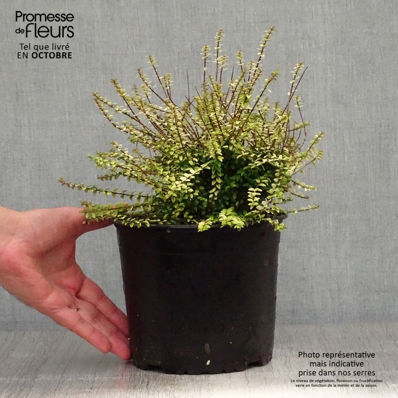 Esemplare di Lonicera nitida Twiggy Vaso da 2L/3L come consegnato in autunno