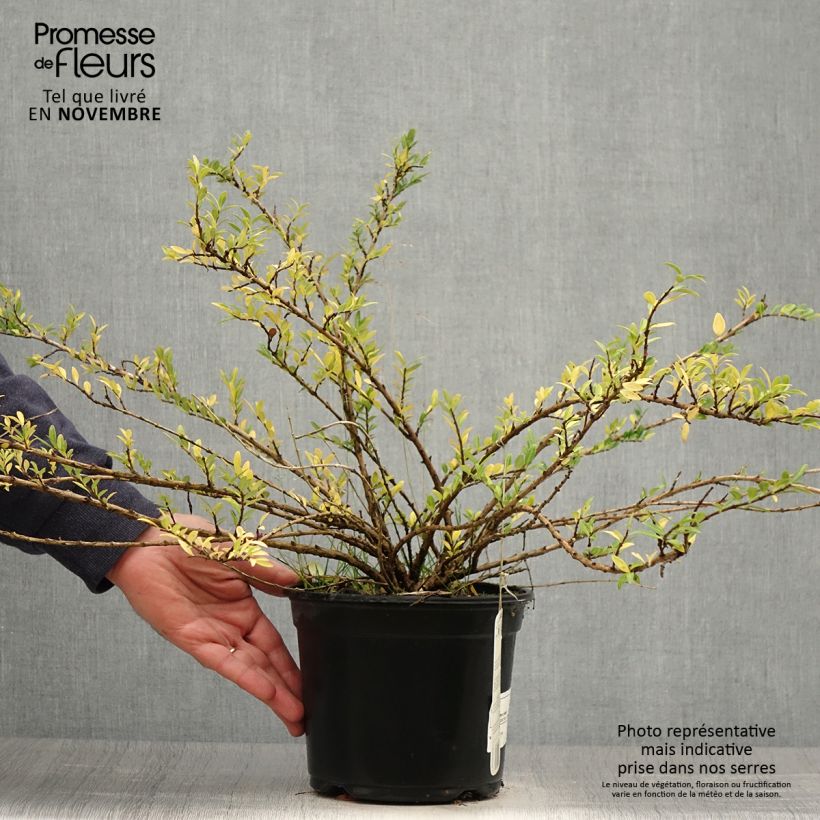 Esemplare di Lonicera pileata - Caprifoglio a cupola Vaso da 2L/3L come consegnato in autunno