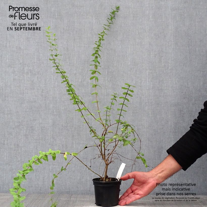 Esemplare di Lonicera syringantha - Caprifoglio Vaso da 1L/1,5L come consegnato in autunno