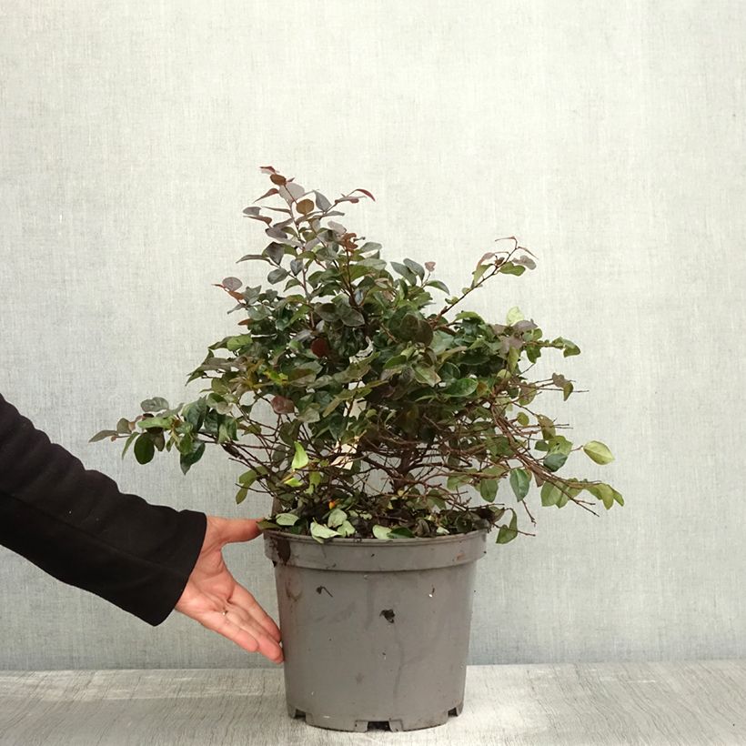Esemplare di Loropetalum chinense var. rubrum Ever Red Vaso da 7,5L/10L come consegnato in autunno