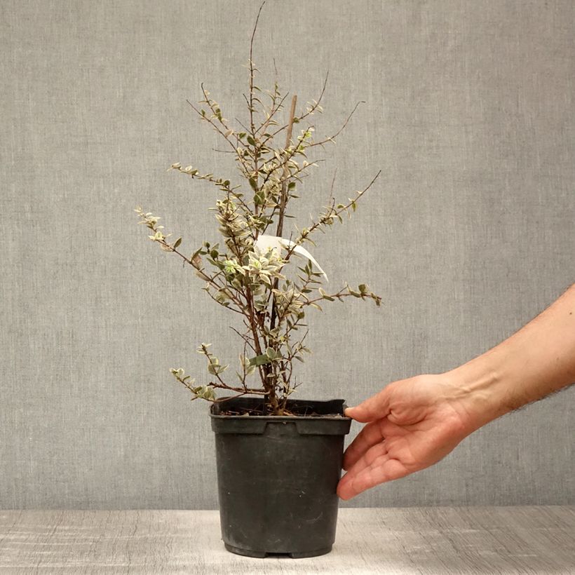 Esemplare di Luma apiculata Glanleam Gold Vaso da 3L/4L consegnato in estate