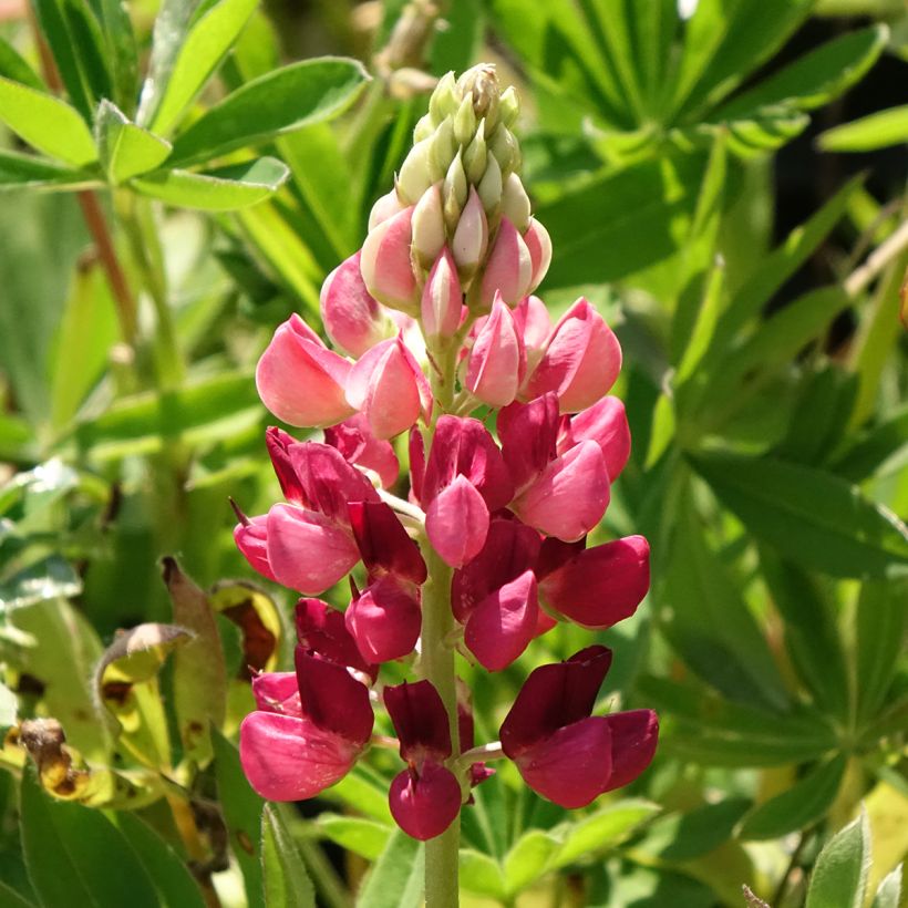 Lupinus Gallery Red - Lupino (Fioritura)