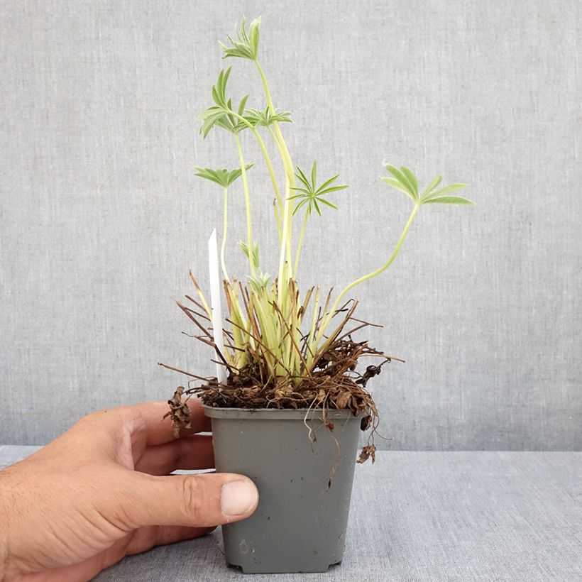 Esemplare di Lupinus Gallery White - Lupino Vasetto da 8/9 cm consegnato in estate