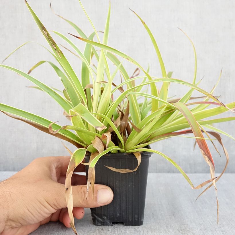 Esemplare di Luzula sylvatica Marginata Vasetto da 8/9 cm consegnato in estate
