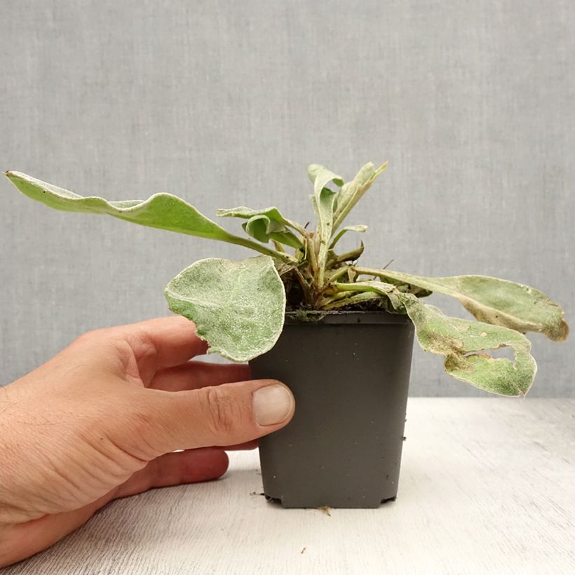 Esemplare di Lychnis coronaria Alba - Crotonella coronaria Vasetto da 8/9 cm consegnato in estate