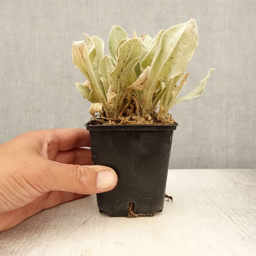 Esemplare di Lychnis coronaria Atrosanguinea - Crotonella coronaria Vasetto da 8/9 cm consegnato in estate