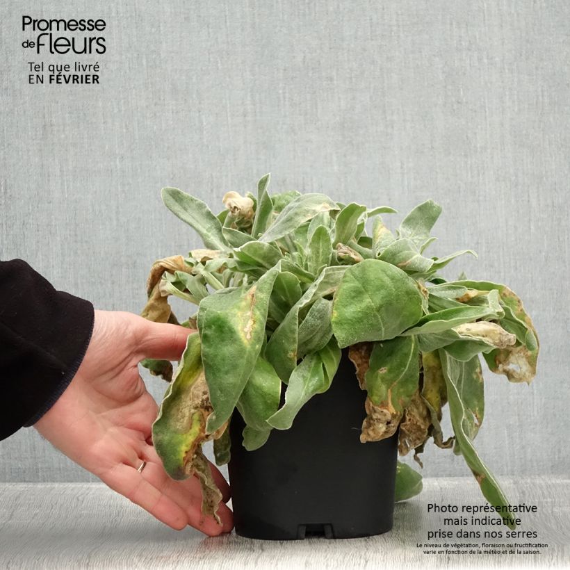 Lychnis coronaria - Crotonella coronaria Vaso da 2L/3L esemplare consegnato in inverno