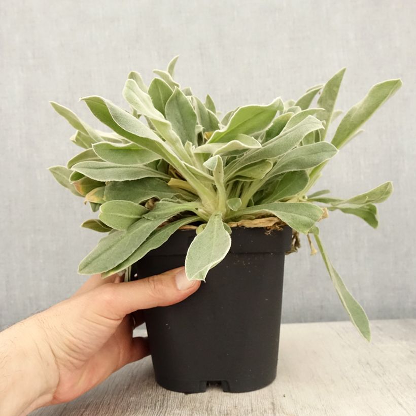 Lychnis coronaria - Crotonella coronaria Vaso da 2L/3L esemplare consegnato in primavera