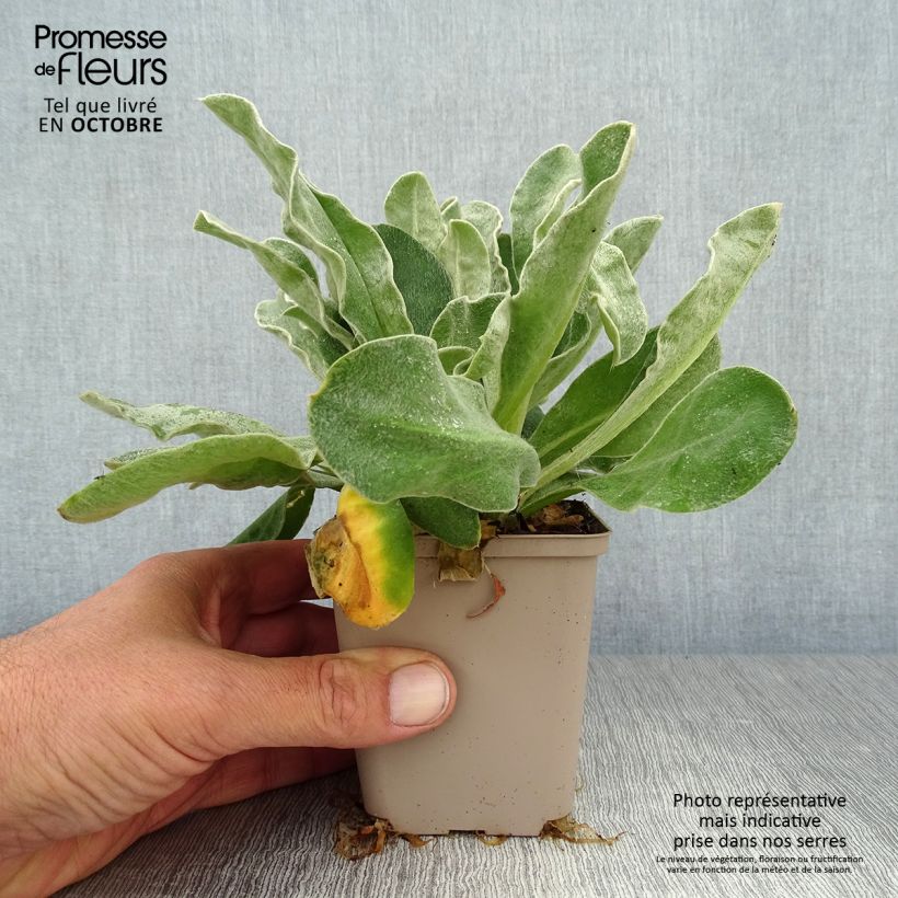 Esemplare di Lychnis coronaria Gardener's World - Crotonella coronaria Vasetto da 8/9 cm come consegnato in autunno