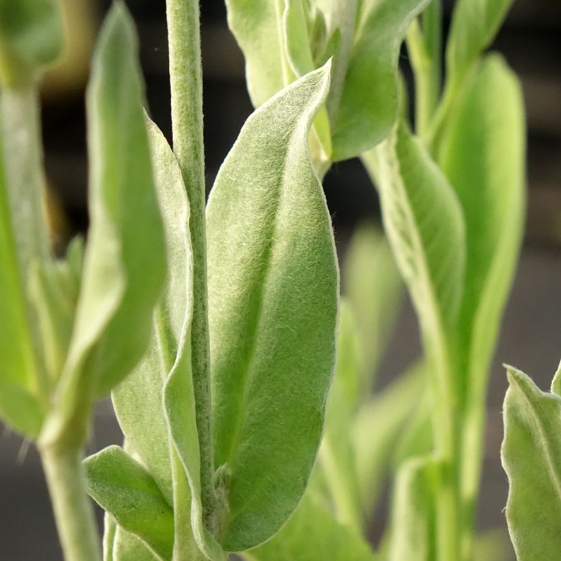 Lychnis coronaria Gardener's World - Crotonella coronaria (Fogliame)