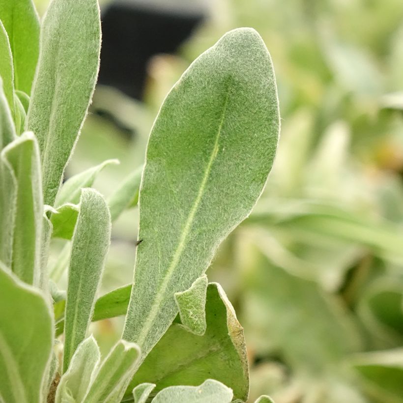 Lychnis coronaria Gardener's World - Crotonella coronaria (Fogliame)