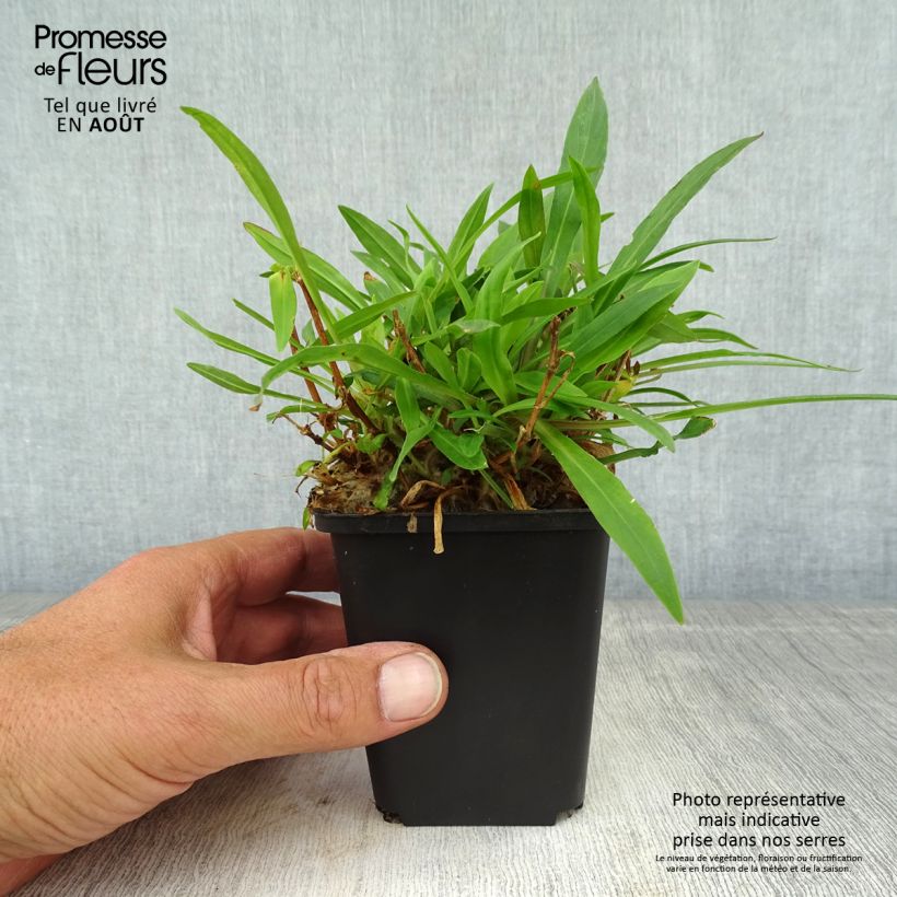 Esemplare di Lychnis flos-cuculi Petit Henri - Crotonella Fior di cuculo Vasetto da 8/9 cm consegnato in estate