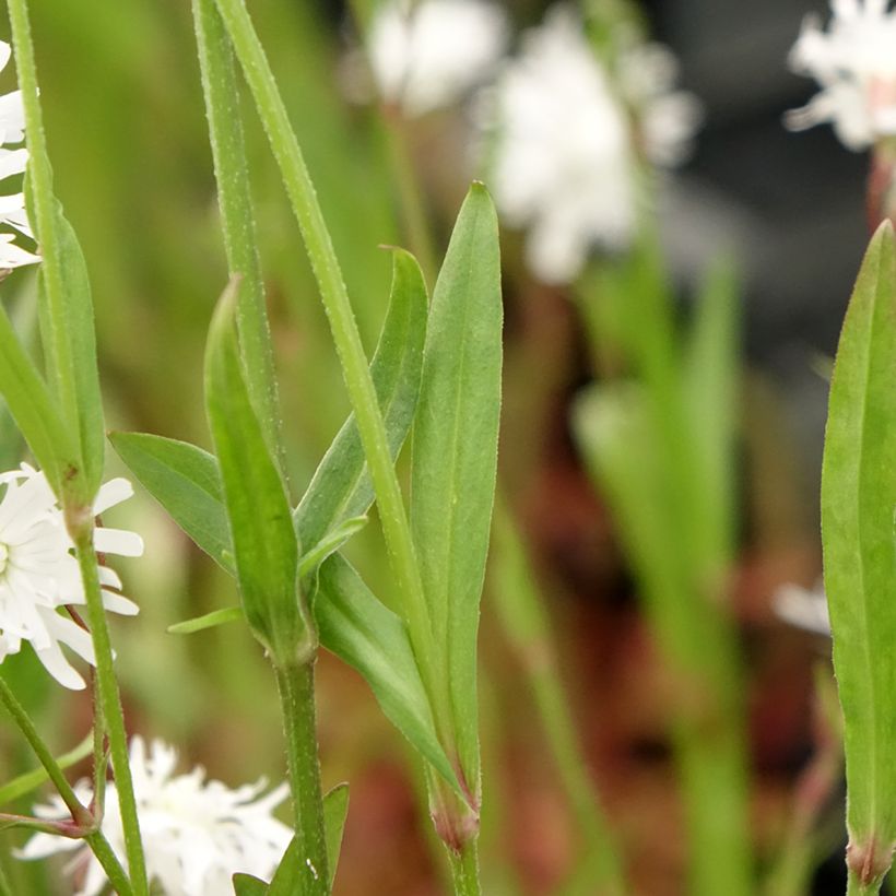 Lychnis flos-cuculi Petit Henri - Crotonella Fior di cuculo (Fogliame)
