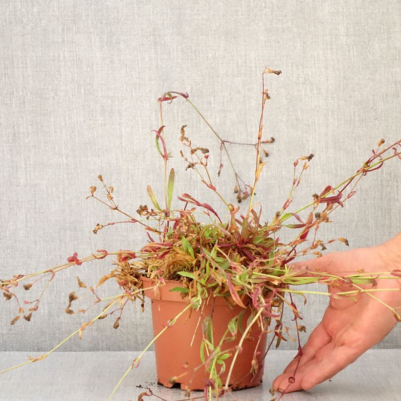 Esemplare di Lychnis flos-cuculi Petit Henri - Crotonella Fior di cuculo Vaso da 1,5L/2L consegnato in estate