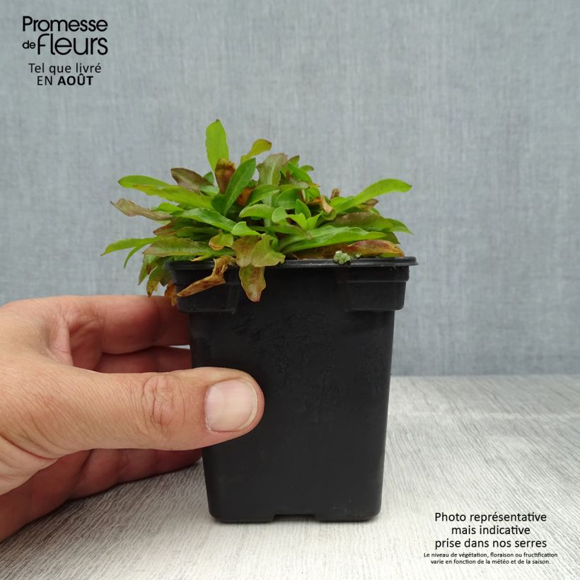 Esemplare di Lychnis flos-cuculi White Robin - Crotonella Fior di cuculo Vasetto da 7/8 cm consegnato in estate