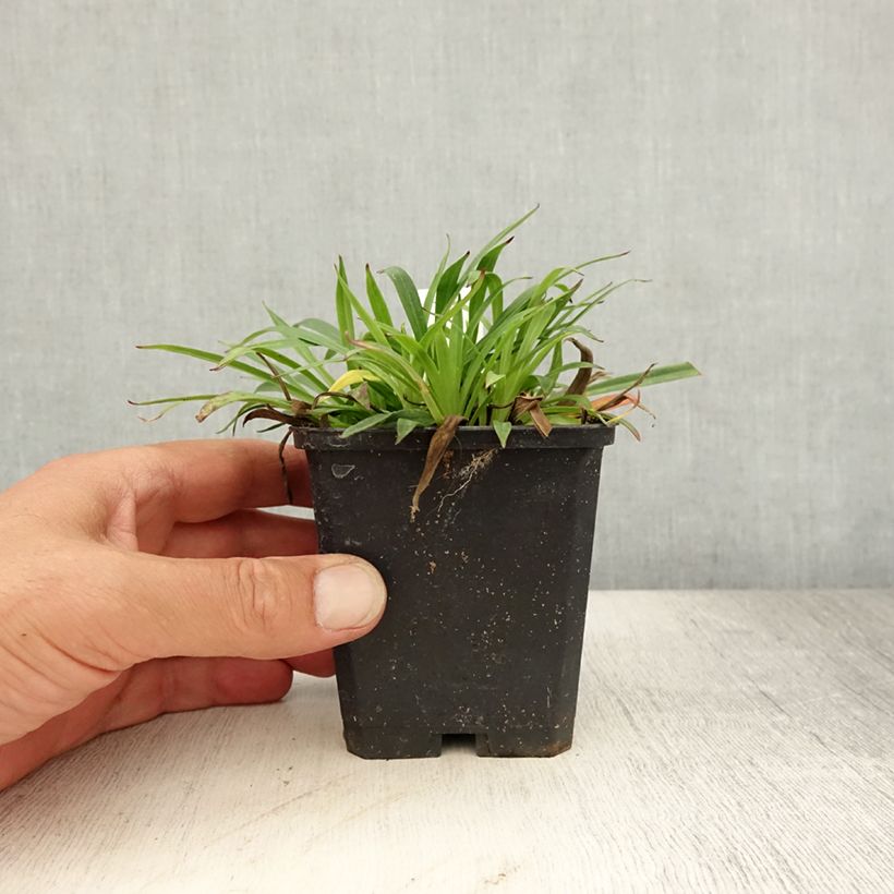 Esemplare di Lychnis viscaria Splendens - Crotonella Vasetto da 8/9 cm consegnato in estate