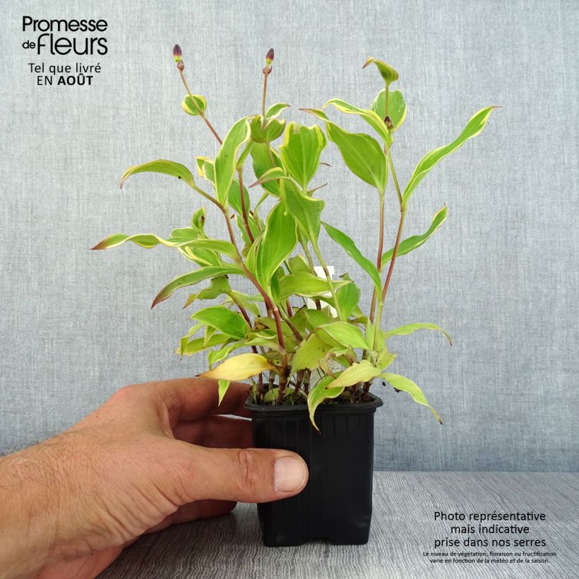 Esemplare di Tricyrtis formosana Autumn Glow Vasetto da 8/9 cm consegnato in estate
