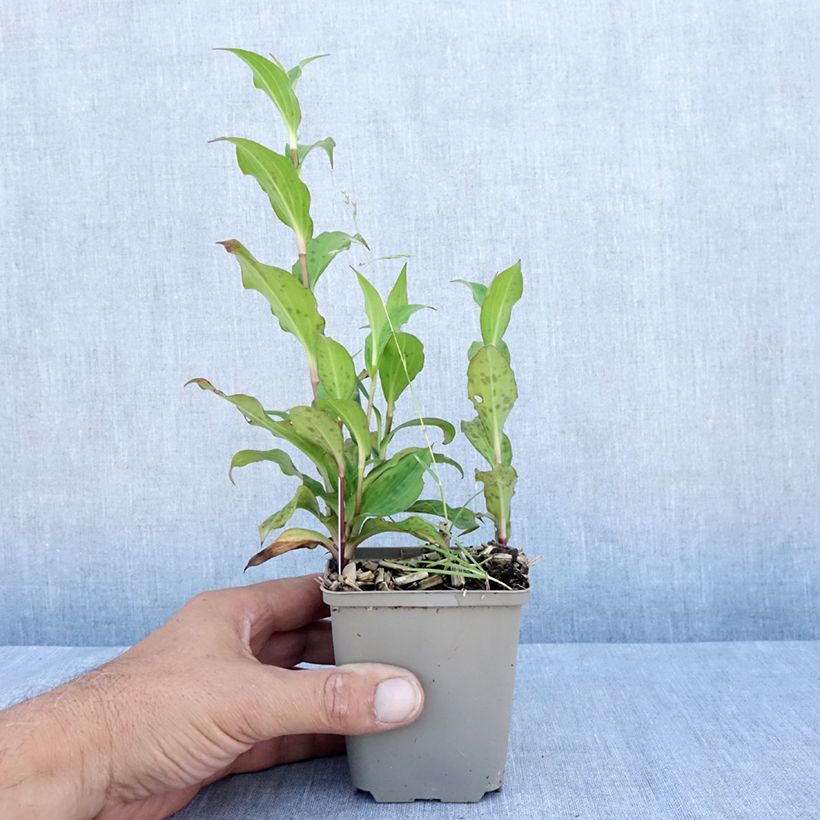 Esemplare di Tricyrtis formosana Dark Beauty Vasetto da 8/9 cm consegnato in estate
