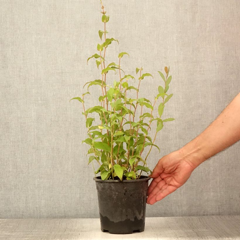 Esemplare di Tricyrtis formosana Dark Beauty Vaso da 2L/3L consegnato in estate