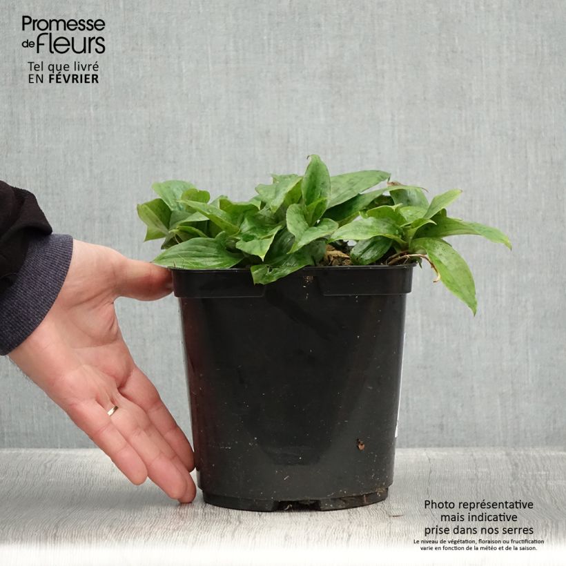 Tricyrtis formosana Pink Freckles Vaso da 2L/3L esemplare consegnato in inverno