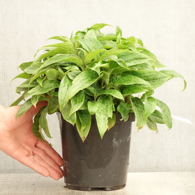 Tricyrtis formosana Pink Freckles Vaso da 2L/3L esemplare consegnato in primavera