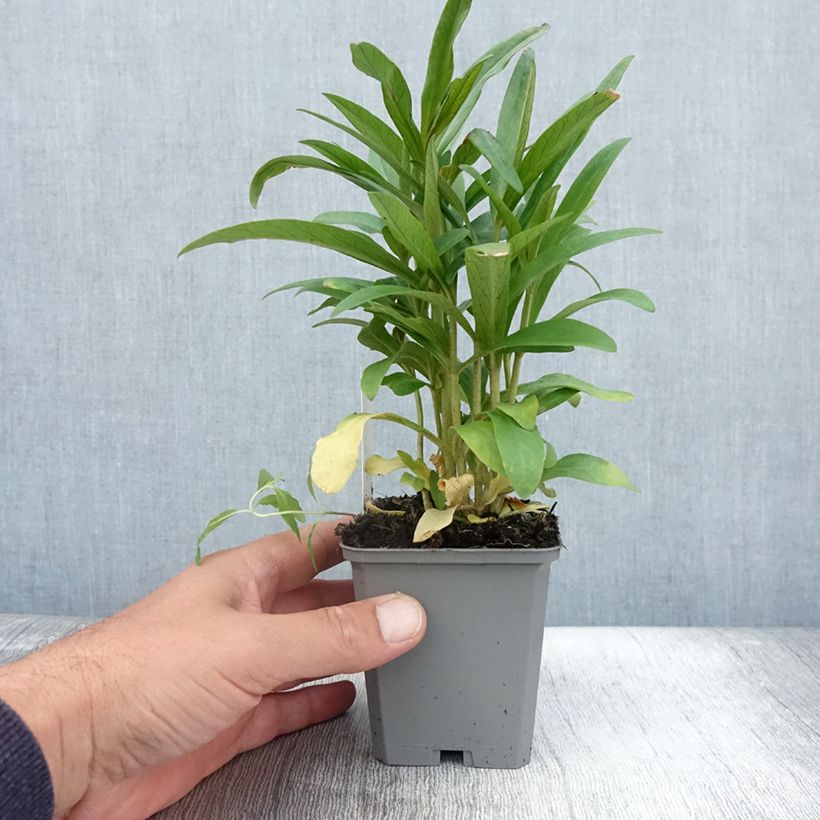 Esemplare di Lysimachia ephemerum Vasetto da 8/9 cm consegnato in estate