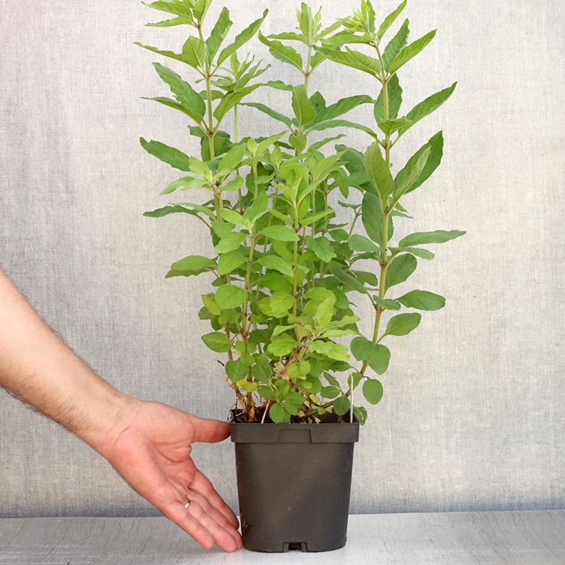 Esemplare di Lysimachia punctata - Mazza d'oro punteggiata Vaso da 2L/3L consegnato in estate