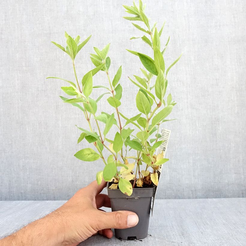 Esemplare di Lysimachia punctata - Mazza d'oro punteggiata Vasetto da 8/9 cm consegnato in estate