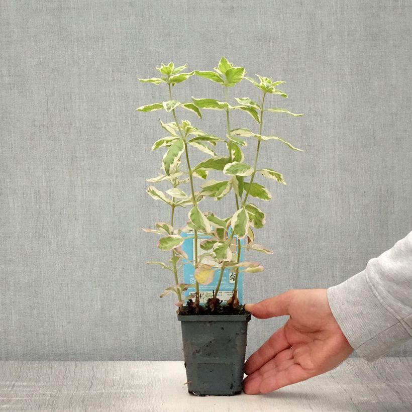 Esemplare di Lysimachia punctata Variegata - Mazza d'oro punteggiata Vasetto da 8/9 cm consegnato in estate