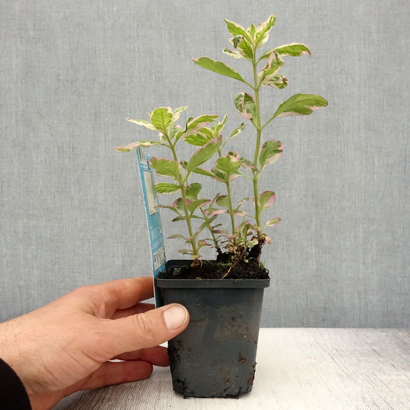 Lysimachia punctata Variegata - Mazza d'oro punteggiata Vasetto da 8/9 cm esemplare consegnato in primavera