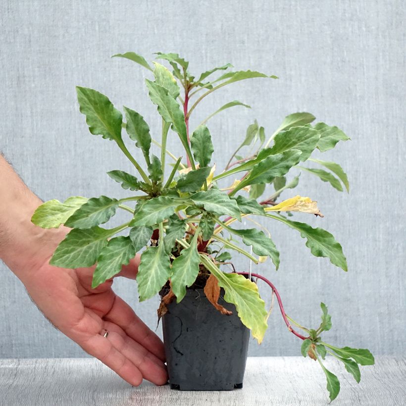Esemplare di Lysimachia atropurpurea Beaujolais Vasetto da 8/9 cm consegnato in estate